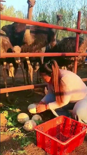Ostrich Feeding Frenzy! 🥚🦒#Ostrich #OstrichEgg #FarmLife #AnimalLover #Wildlife #Nature