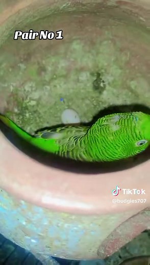 Breeding Budgies: The Joy of Female Parakeets Laying Eggs