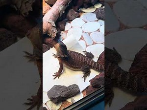 How to set up a bearded dragon enclosure.