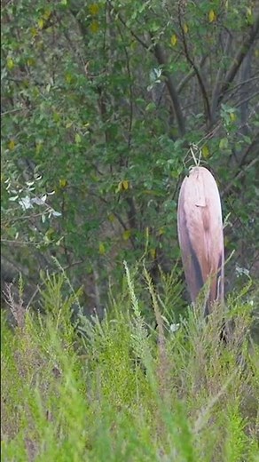 Montana Decoy Backcountry Elk Decoy