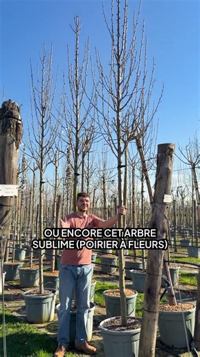 5 Plants to Plant NOW for a STUNNING RESULT in your garden!