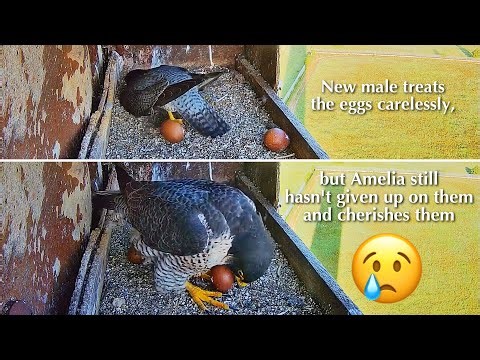 #7🦅🥚🥚(💔🥚🥚)／Acqua Vergine🇮🇹Peregrine Falcons Nest 2026／(Alex Missing)💗Amelia／Birdcamit