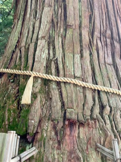 中村早希 ｜ Saki NAKAMURA on Instagram: "2025.08 長野県、戸隠神社 三本杉から力をもらい 緑の中を歩き 澄んだ空気をいっぱい吸って 最後は戸隠そばをいただき あっという間の半日でした 良き時間だった #長野県#戸隠#戸隠神社#三本杉#戸隠そば#日本旅 #japan#nagano#togakushi#trip#japantrip#soba#shrine"