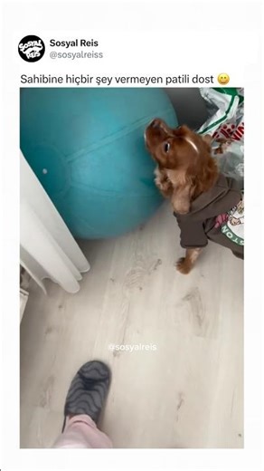 A furry friend who gives nothing to its owner 😄