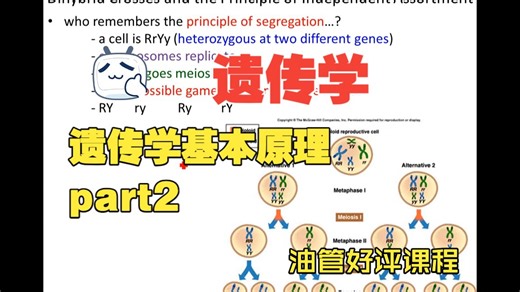 Lecture 4 - Basic Principles of Heredity - Pt2遗传学基本原理第二部分