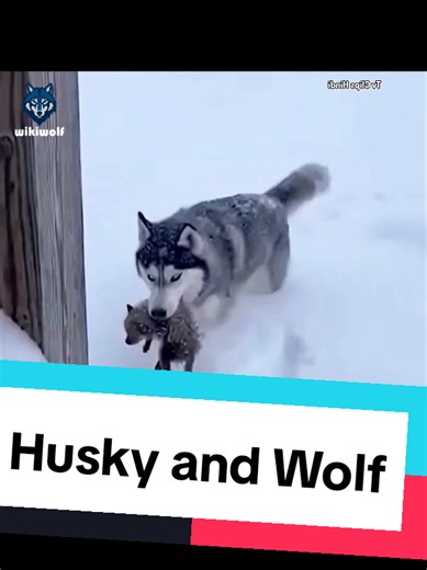 A Heartwarming Tale of a Husky and a Wolf Cub