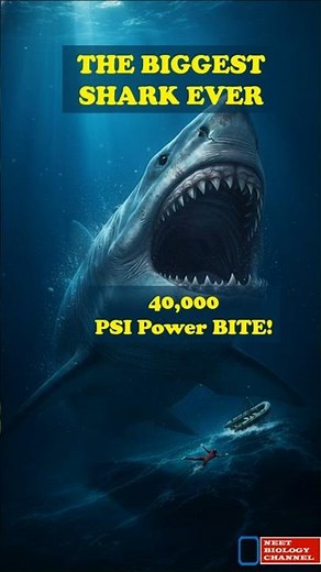 Megalodon: The Largest Shark to Ever Exist: The Shark That Could Crush Bone Like Paper