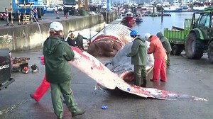 Authorities in Spain have successfully removed a 21-metre, 30-tonne dead whale from the sea. A complex recovery operation was launched to tow the carcass to port, where the cetacean is being dismantled to ensure maritime safety and environmental disposal. VC: Reuters #Spain #Galicia #Whale #MarineLife #muscatdaily | Muscat Daily