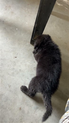 German shepherd Black female puppy available search a new home 95411 70008 #germanshepherd