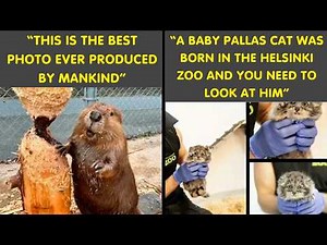 Funniest & Most Heartwarming Animal Memes 😂 | Humor Sweet