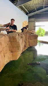 18K views · 488 reactions | Feeding Giant Saltwater Crocodile In Australia Massive thank you to Greg and the team at @ballaratwildlifepark for the opportunity to feed this monster croc. | Dingo | Facebook