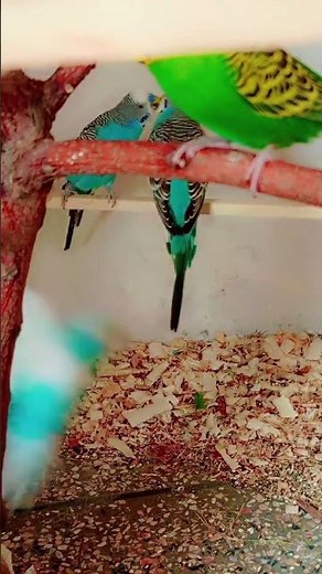 "Blue Budgies Feeding Each Other from Their Beaks | Adorable Moments 🐦💙 #parakeet #parrotshorts