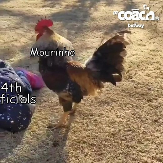 I laughed at this way harder than I should have done 🐔 | Dream Team