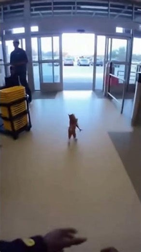 AI Cat Steals a Fish and Gets Chased
