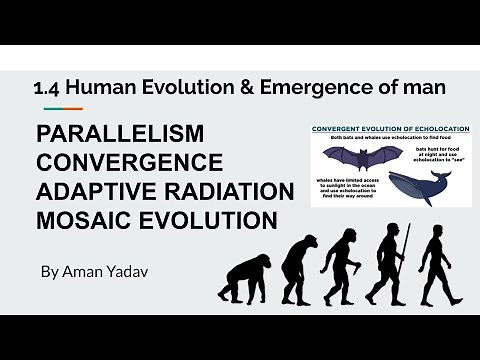 1.4(c) Parallelism, Convergence, Adaptive Radiation, Mosaic evolution | Anthropology Optional upsc