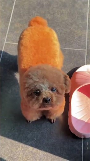 Puppy Comedy Gold – Amazing & Hilarious Moments #puppyfunny #funnydogvideo