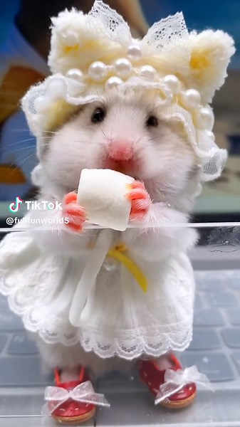 Cute Mouse Funny Bite Videos Compilation