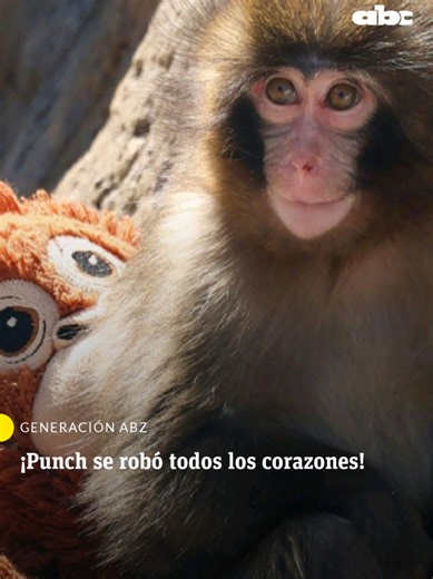 Todos somos Albert cada vez que vemos un video de Punch 🥹❤️ El monito, conocido a nivel mundial, se robó el corazón de todos. 📲 abc.com.py