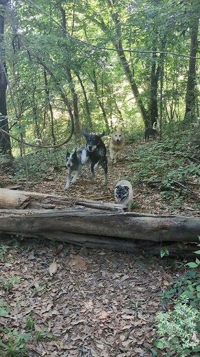 1.4K views · 74K reactions | we went out for a great adventure this weekend. Hollis is a new little senior chi in our herd. His owner died and so he needed a soft landing spot until he could get back on his feet. We are hopeful we can get his heartworm medication adjusted and he can find a home to live out his senior years ! #explore #rufusrescuedogs | Rufus's Rescue Dogs | Facebook