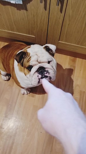 Bulldog Eating Adventure: Cheese Infused Cucumber Success!