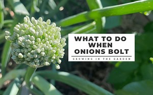 What To Do When Onions Bolt