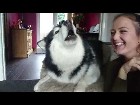 How To Make Your Dog Howl! Alaskan Malamute Wolves! (Sound Warning!!) #Howlception
