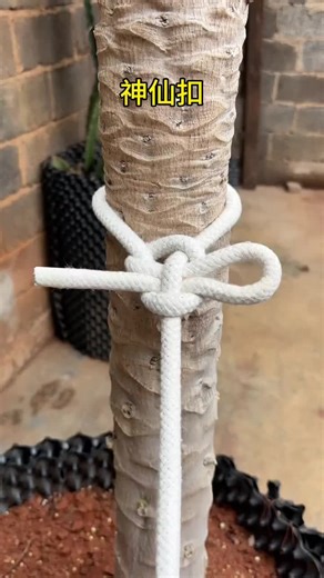 神仙扣，也叫活套锁紧结，易结易解，简单方便 #生活好帮手 #生活小妙招 #居家生活 #实用小技巧 #打结 #实用分享 #知識 #知识分享 #上熱門 #上热门 #熱門 #推薦 #fyp #fypシ #foryou #foryoupage #fyppppppppppppppppppppppp