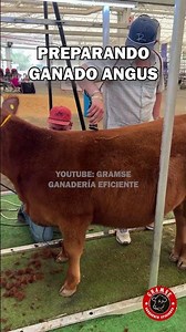 Así se prepara un ejemplar Angus para exposición y evaluación en pista #angus #ganaderia #cattle