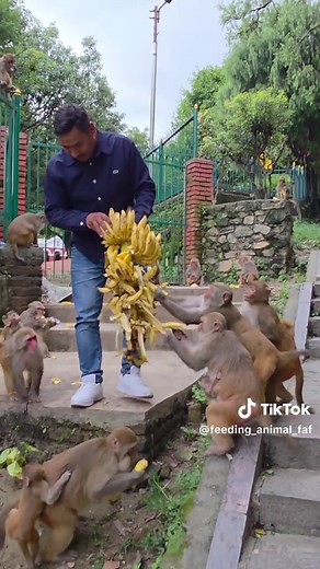 Sweet banana treat for happy monkeys