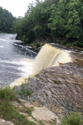 2.5M views · 15K reactions | Deer falls down a 50-foot waterfall and SURVIVES!! 歷 ViralHog | MetDaan Animals | Facebook