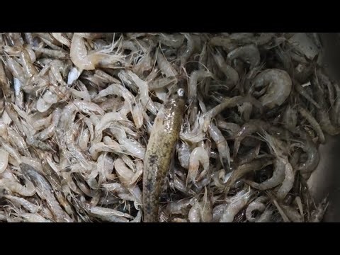 Hello friends😁👋Cleaning the Mini Prawn 🦐😄 Guys please Support me for 4k watch' hours🥺💔#help #support