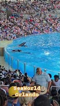 Orca Show at SeaWorld #seaworldorlando #florida