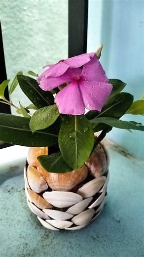 sea shell pot craft/#rajicreation