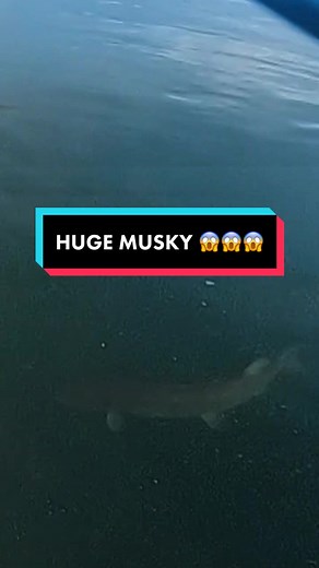 Just keep calm and fish on… Crazy late musky follow that led to me having a breakdown 🥲 #musky #muskyfishing #muskyfishin #muskie #muskies #muskiefishing #hugemuskie #bigmuskie #bigmusky #fishing #fishingtiktoks #fishingvideos #viralfishing #fypシ #fishingcontent