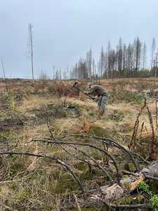 Harz: Mann wandert durch den Wald – was er dann macht, begeistert alle