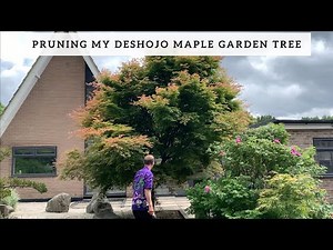 Pruning my Deshojo Maple Garden Tree
