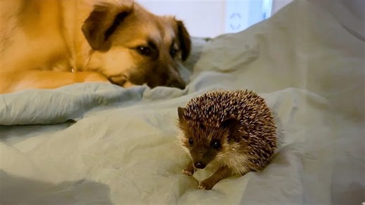 Hedgehog, stray dog, and bird: The cutest unexpected friendship