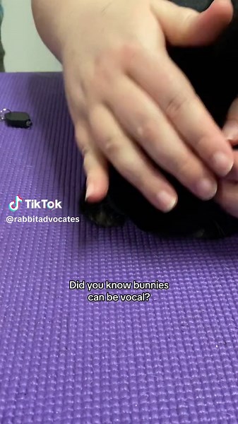 Bunnies can make whimpering noises when they’re scared or nervous, but you can trust your rabbits with our bunny experts 💜 #bunny #rabbit #bunnycare #bunnynoises #bunnywhimper