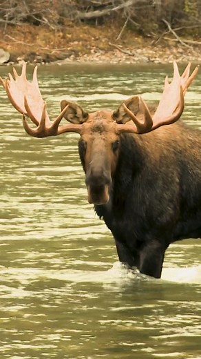 1.8M views · 38K reactions | My first moose encounter ever! Was I crazy to pass this bull?! . . . . #bowhunting #moose #hunting | Driven with Pat & Nicole | Facebook