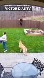 Dog Saves Owner from Bear | Victor Dias TV