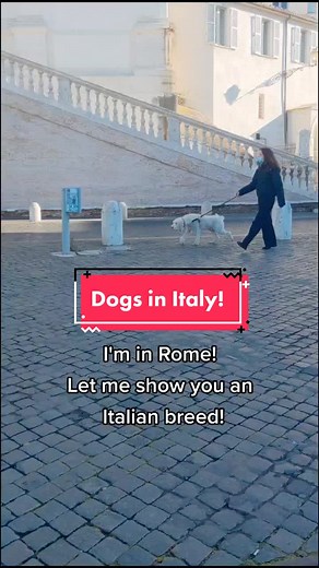 Italian Dogs: Exploring Spinone Italiano in Rome