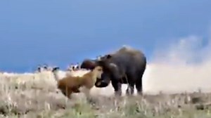 Lion Sneaks Up On Hippo, Regrets It Immediately