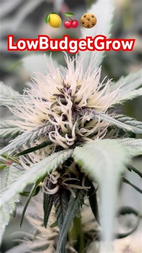 Lemon Cherry Cookies Auto von Fastbuds - LowBudgetGrow #plants #brokkoli #autoflower #shorts