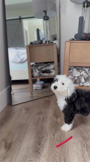 ❤️❤️#oldenglishsheepdog #sheepadoodlesoftiktok