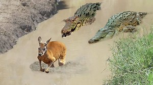 Unbelievable! Kangaroo Become Prey Of Crocodile Underwater, Kangaroo Don’t Escape, Dingo vs Kangaroo | Animal World