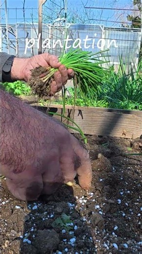 Planter l'Oignon Rouge : Ma Méthode 🧅 #jardin #gardening #garden