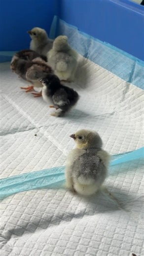 Meet Our Newly Hatched Chicks: Pekins & Bantams