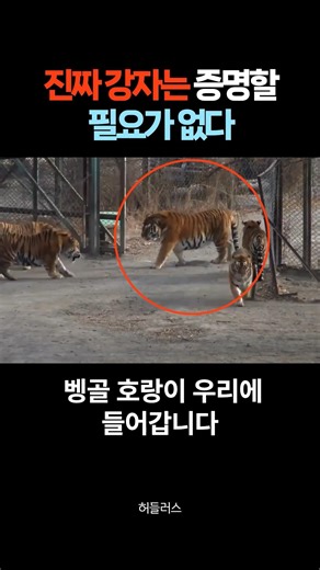 시베리아호랑이 vs 벵골호랑이 🐯