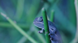 Chameleon, Reptile, Animal. Free Stock Video