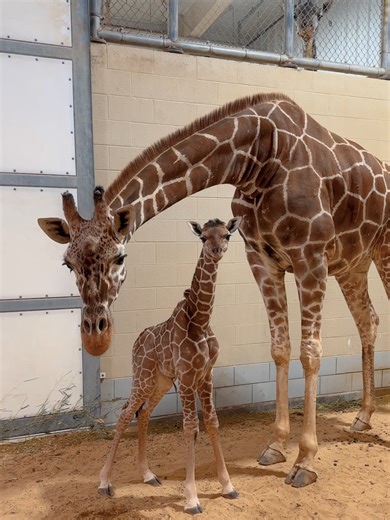 Breaking news... Eugene is still cute as ever! 🦒🧡 Hoofstock keepers Joan and Blake give us an update on the world-famous Eugene and his iconic hairstyle. Be sure to say hello to Eugene and the herd at the giraffe indoor viewing window near Tower Ridge. Viewing may vary. Want to be part of Eugene’s journey as he grows? You can support his care and feeding with a Zoo PAL sponsorship. Donations of $50 receive a giraffe plush. Learn more at using the link in our bio. #eugenethegiraffe #eugene #bab